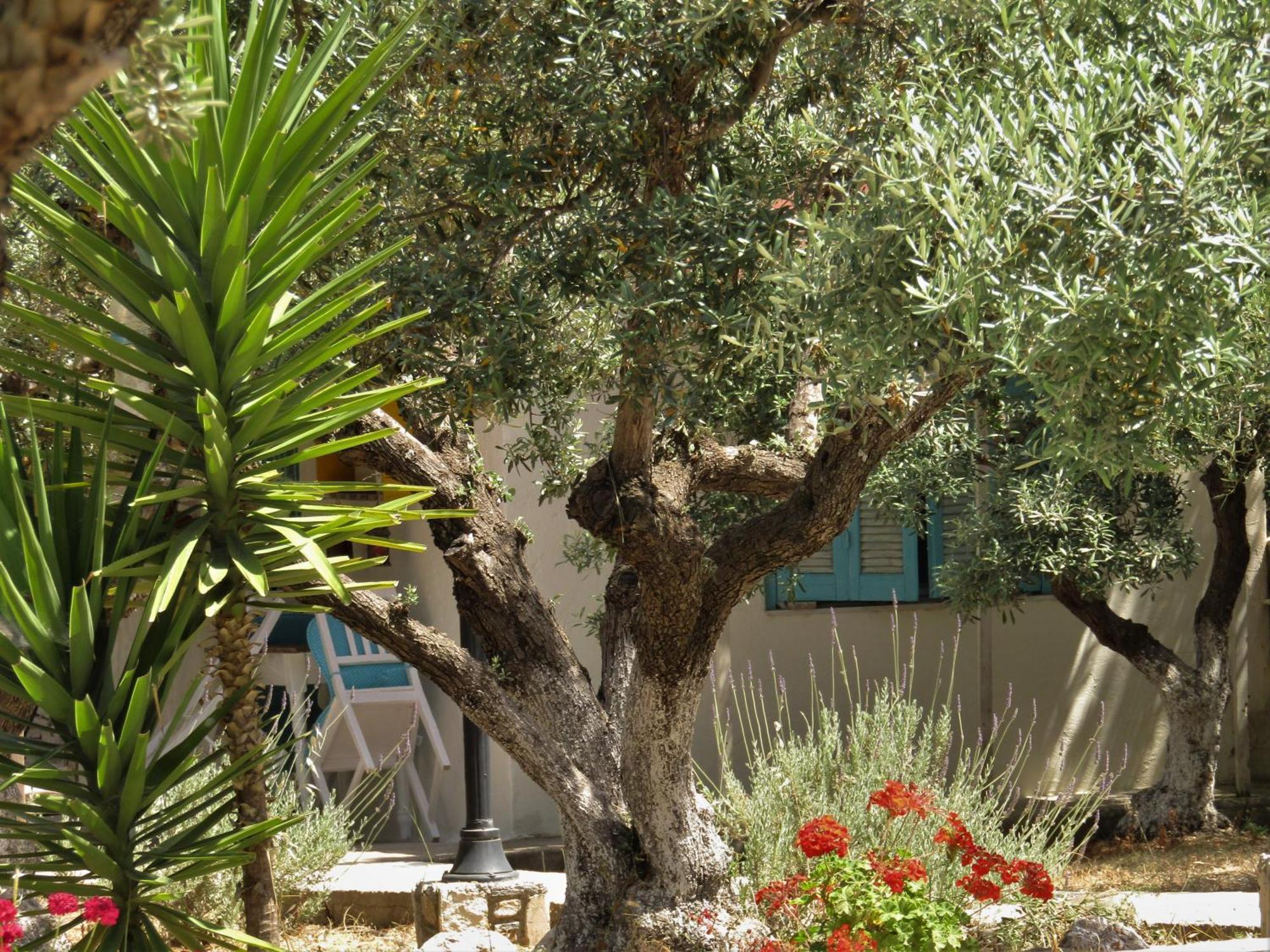 Asklipion Valley Guest House Kos-stad Buitenkant foto